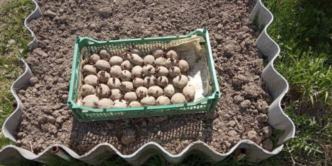 Засаждане на картофи през 2022: кога да засаждат картофи на лунния календар, времето